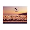 101875-120.jpg Bird Flying over Turkey Poster