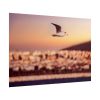 101875-122.jpg Bird Flying over Turkey Poster