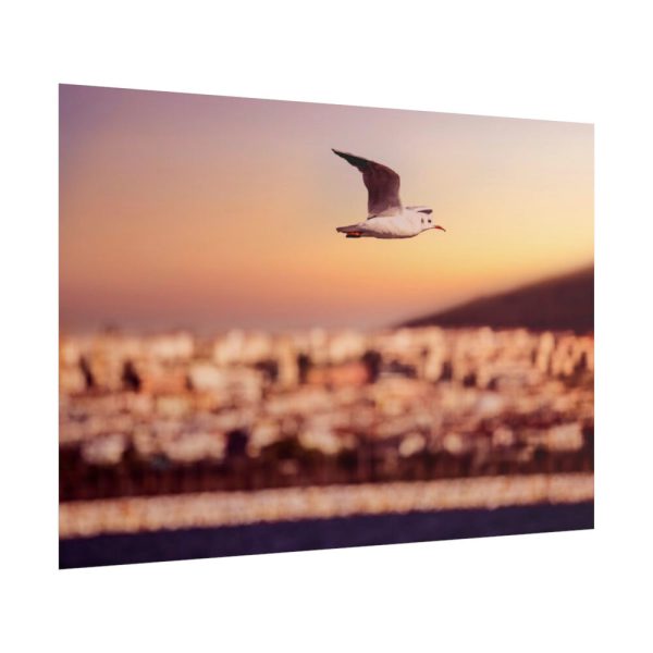101875-122.jpg Bird Flying over Turkey Poster