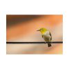 Yellow Bird Poster