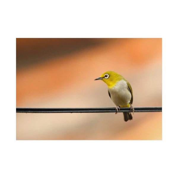 Yellow Bird Poster