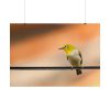 Yellow Bird Poster