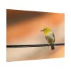 Yellow Bird Poster