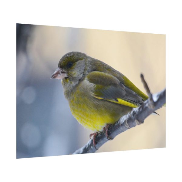 Goldfinch Bird Poster