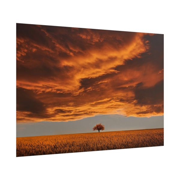 Orange Scenery With Beautiful Tree Poster