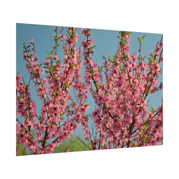 Peach Blossoms Flowering Tree Poster
