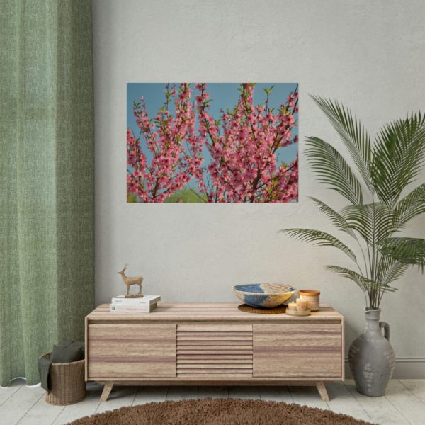 Peach Blossoms Flowering Tree Poster