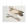 101875-201.jpg Coromandel Owl by John Edward Gray Poster