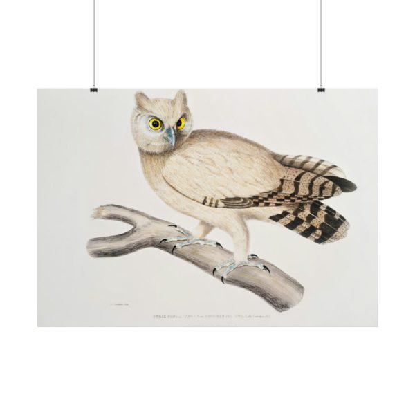 101875-201.jpg Coromandel Owl by John Edward Gray Poster