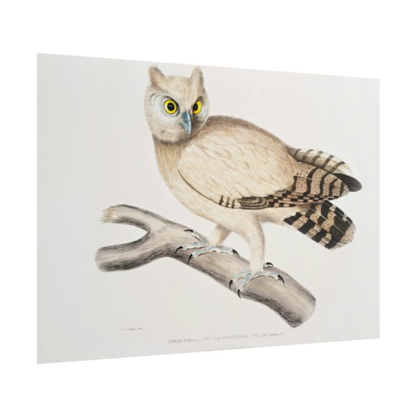 101875-202.jpg Coromandel Owl by John Edward Gray Poster