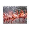 American Flamingo by Mehgan Murphy Poster