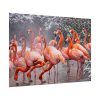 American Flamingo by Mehgan Murphy Poster