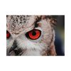 101875-245.jpg An Owl With Red Eyes Poster