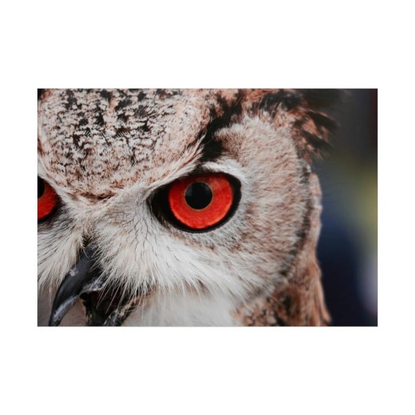 101875-245.jpg An Owl With Red Eyes Poster