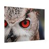 101875-247.jpg An Owl With Red Eyes Poster