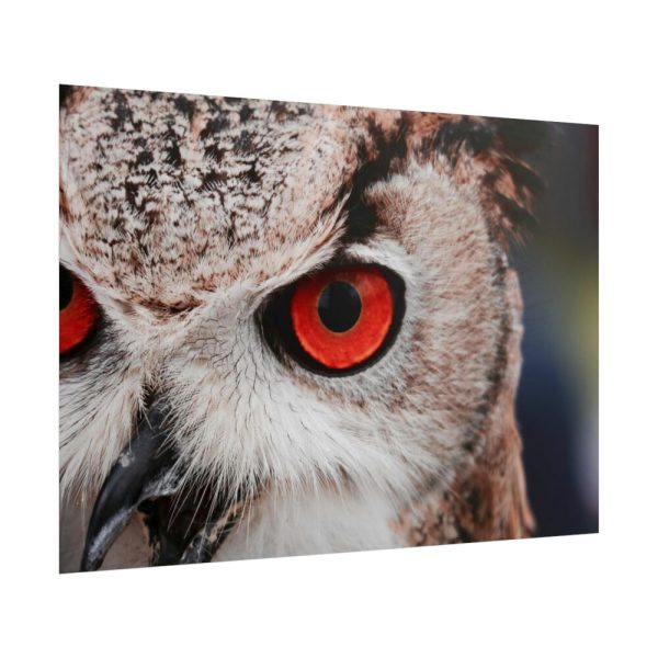 101875-247.jpg An Owl With Red Eyes Poster