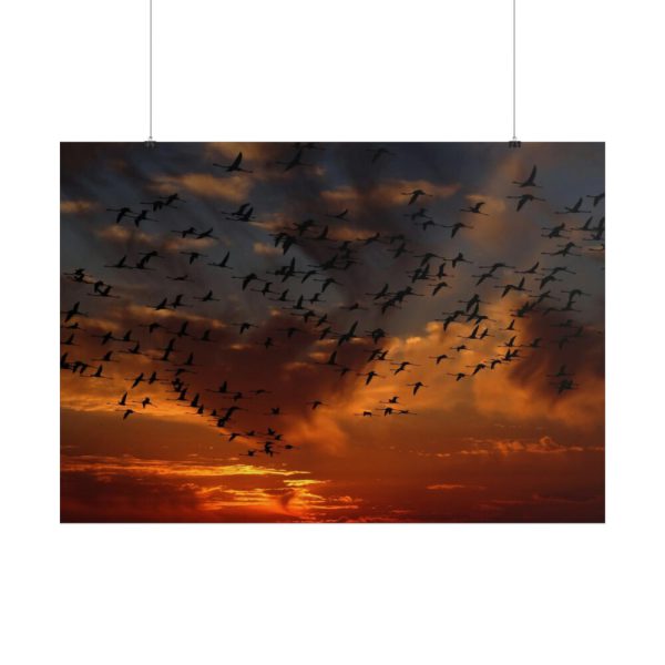 101875-251.jpg Flamingos Swarm Birds Nature Poster
