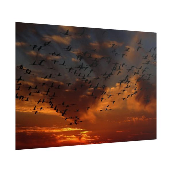 101875-252.jpg Flamingos Swarm Birds Nature Poster