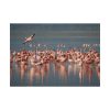 101875-285.jpg Flamingos in Africa Poster