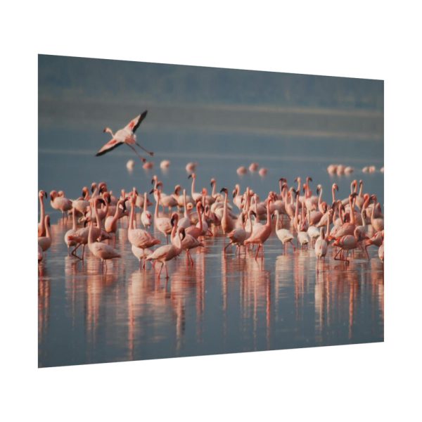 101875-287.jpg Flamingos in Africa Poster