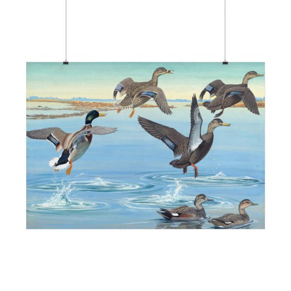 101875-551.jpg Vintage Ducks Art Poster