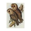 Masked Barn Owl by Elizabeth Gould Poster