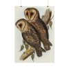 Masked Barn Owl by Elizabeth Gould Poster