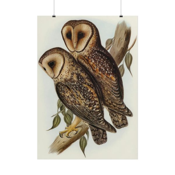 Masked Barn Owl by Elizabeth Gould Poster