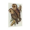 Masked Barn Owl by Elizabeth Gould Poster