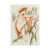 101894-45.jpg Leadbeater's Cockatoo by Elizabeth Gould Poster