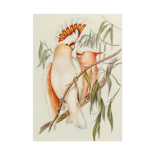 101894-45.jpg Leadbeater's Cockatoo by Elizabeth Gould Poster