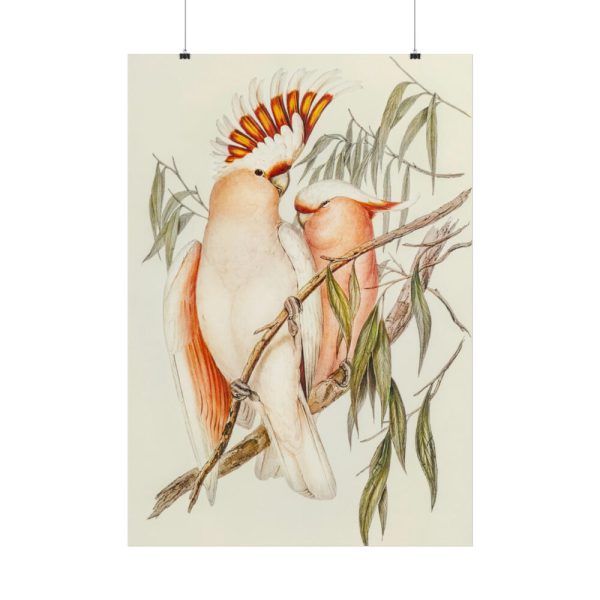 101894-46.jpg Leadbeater's Cockatoo by Elizabeth Gould Poster