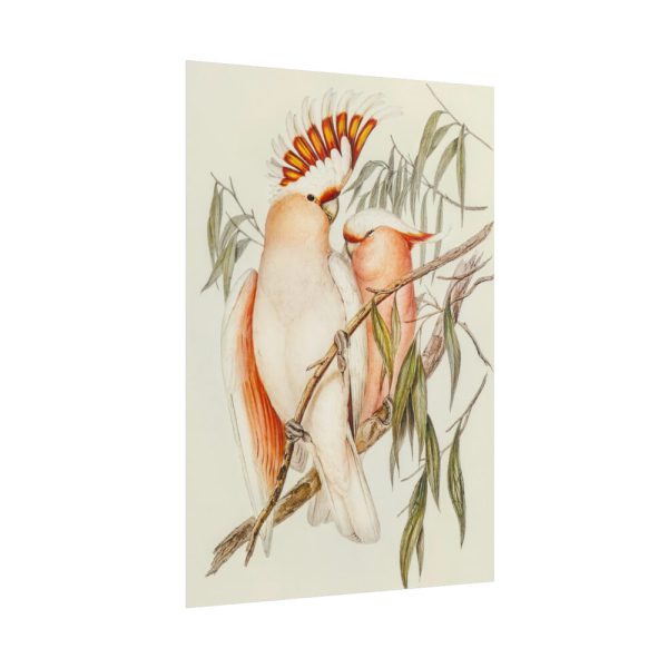 101894-47.jpg Leadbeater's Cockatoo by Elizabeth Gould Poster