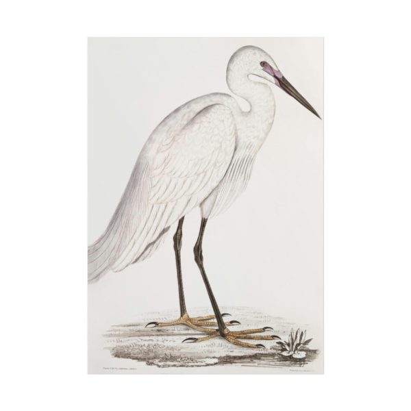 101894-50.jpg Indian White Heron by John Edward Gray Poster