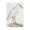 101894-51.jpg Indian White Heron by John Edward Gray Poster