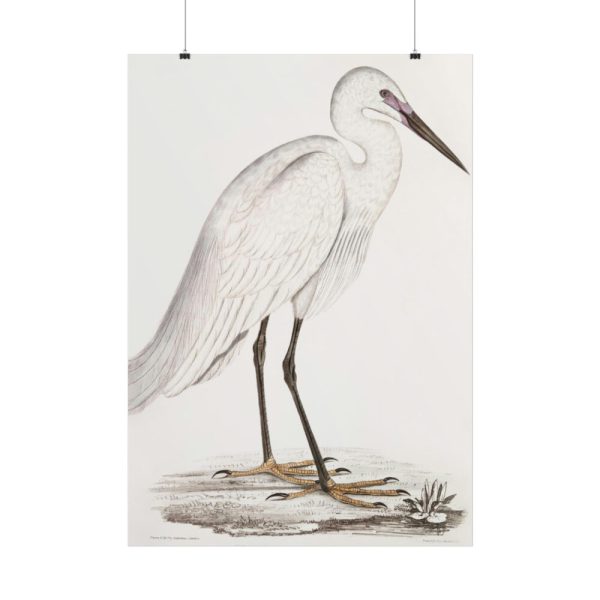101894-51.jpg Indian White Heron by John Edward Gray Poster