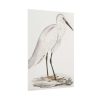 101894-52.jpg Indian White Heron by John Edward Gray Poster