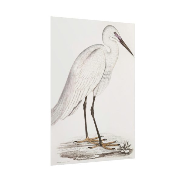 101894-52.jpg Indian White Heron by John Edward Gray Poster