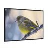 88289-145.jpg Goldfinch Bird Framed Canvas