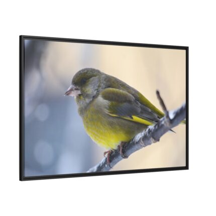 Goldfinch Bird Framed Canvas