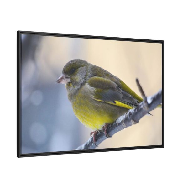 88289-145.jpg Goldfinch Bird Framed Canvas