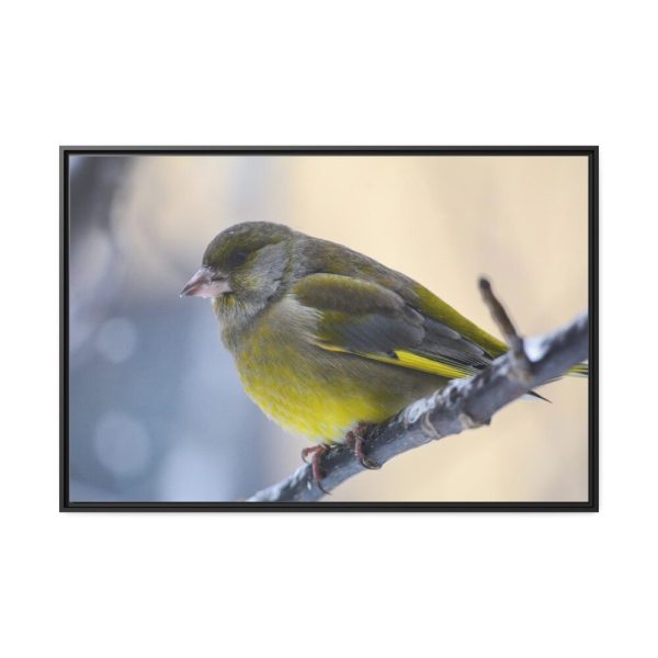 88289-146.jpg Goldfinch Bird Framed Canvas