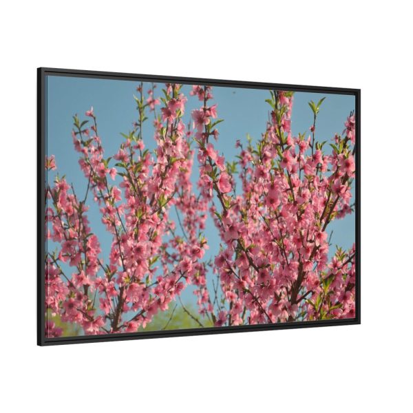 88289-160.jpg Peach Blossoms Flowering Tree Framed Canvas