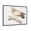 88289-170.jpg Coromandel Owl by John Edward Gray Framed Canvas