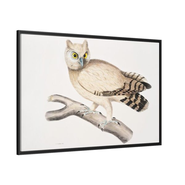 88289-170.jpg Coromandel Owl by John Edward Gray Framed Canvas