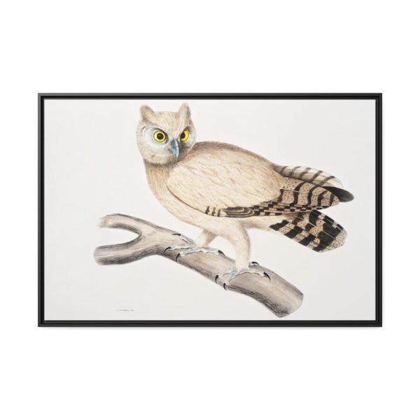 88289-171.jpg Coromandel Owl by John Edward Gray Framed Canvas