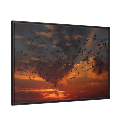 Flamingos Swarm Birds Nature Framed Canvas