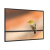 88289-90.jpg Yellow Bird Framed Canvas