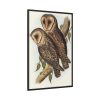 88299-30.jpg Masked Barn Owl by Elizabeth Gould Framed Canvas