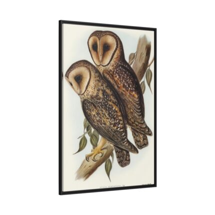 Masked Barn Owl by Elizabeth Gould Framed Canvas